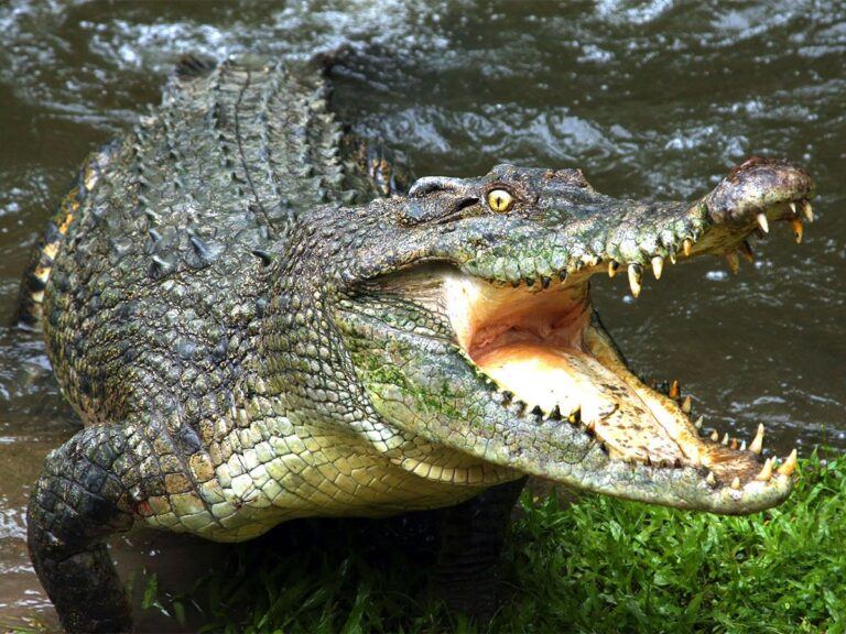 Mother Fed Her Child To Crocodiles