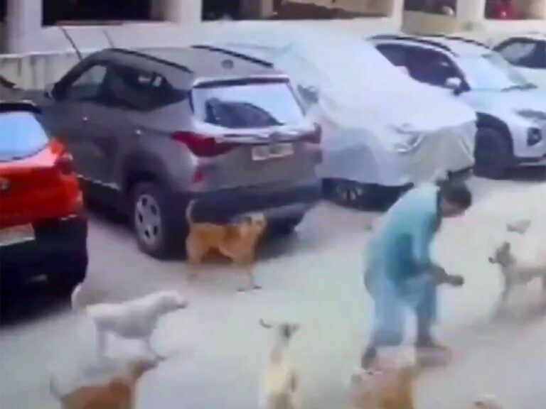 Dog Plague Hits Hyderabad