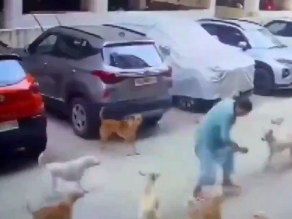 Dog Plague Hits Hyderabad