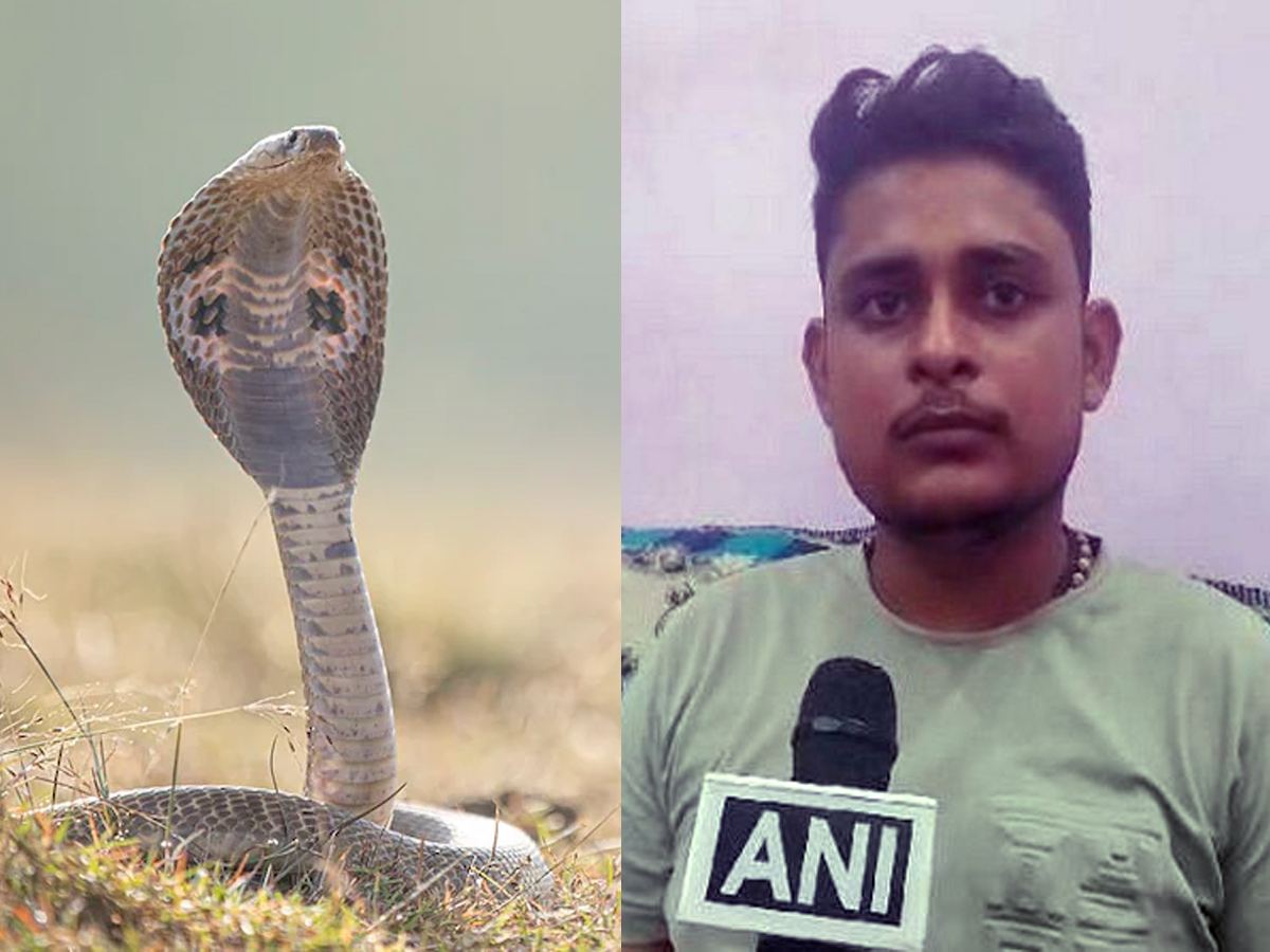 7 Snake Bites Within 40 Days