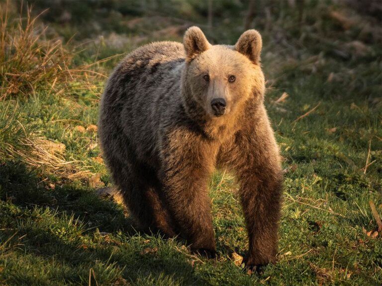 romania-brown-bear