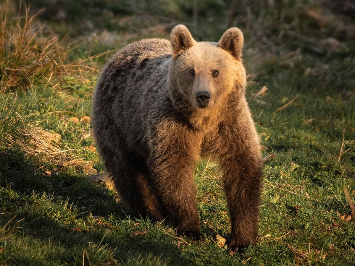 romania-brown-bear