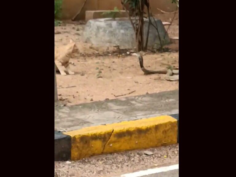 Cobra vs Cats