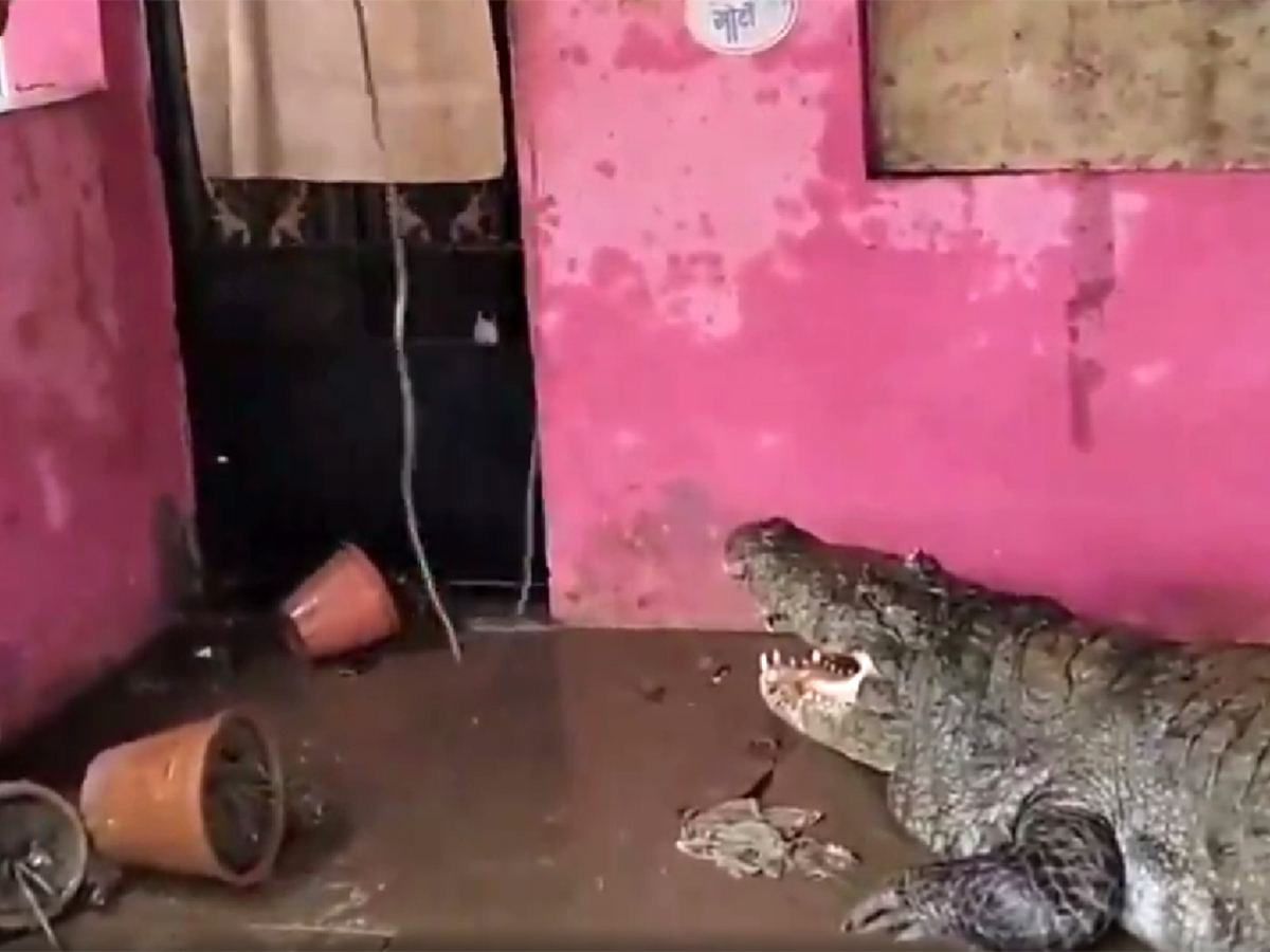 Deadly Encounter of Family with a Huge Beast