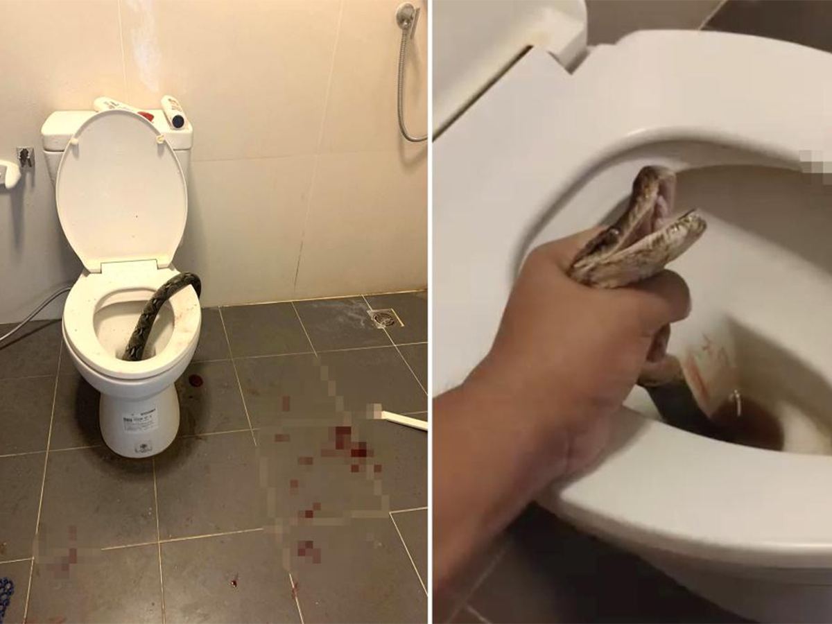 Python Bites Man Ball