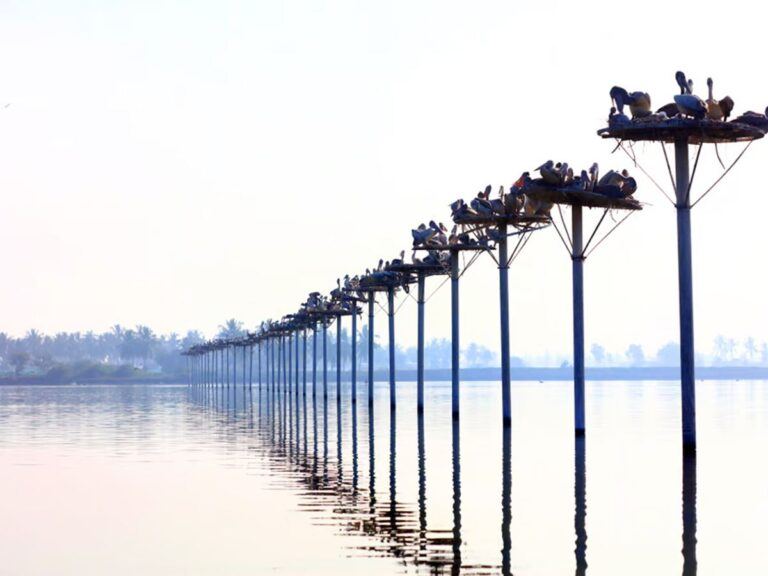 Kolleru Lake Is Under Threat!!