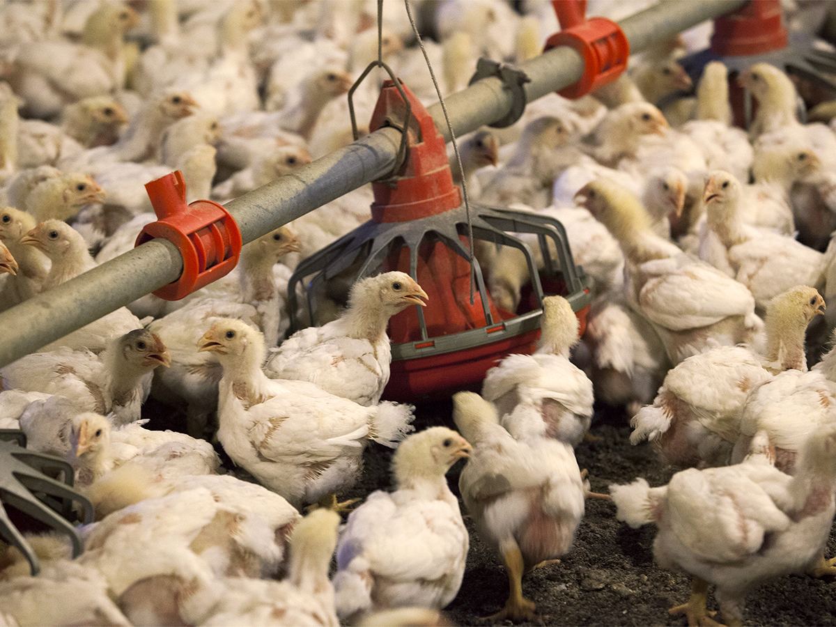 Bird Flu