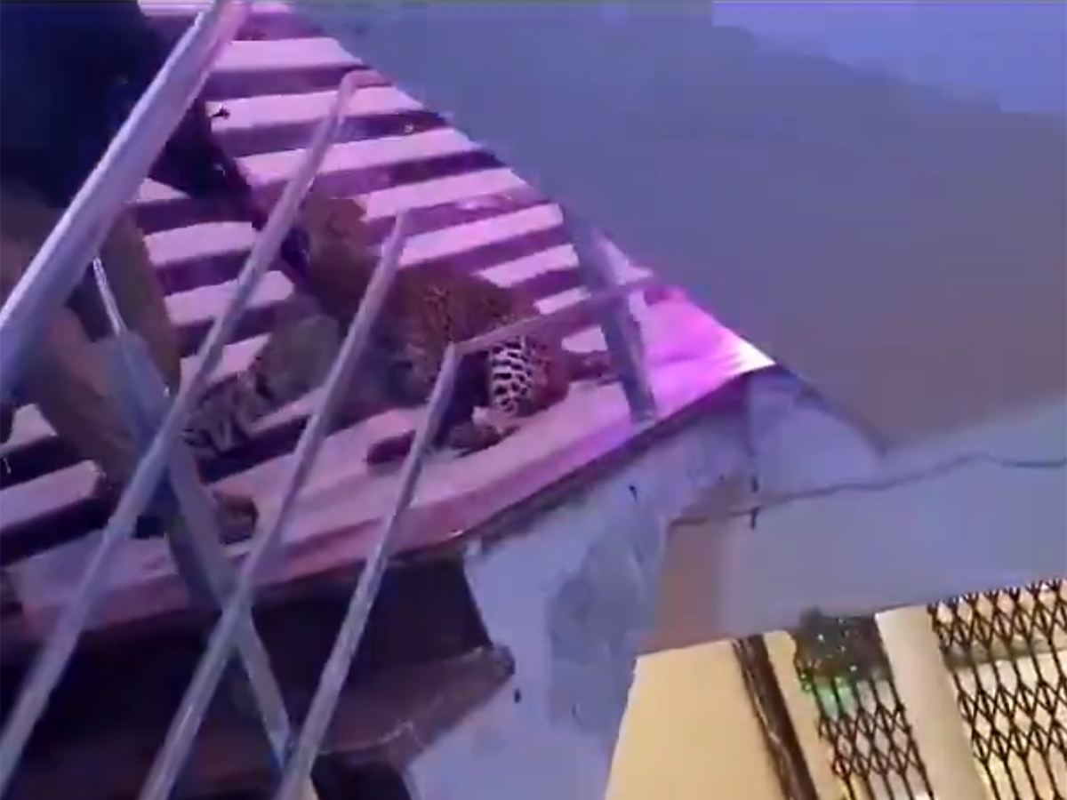 Leopard Crashes Wedding Grabs Rifle