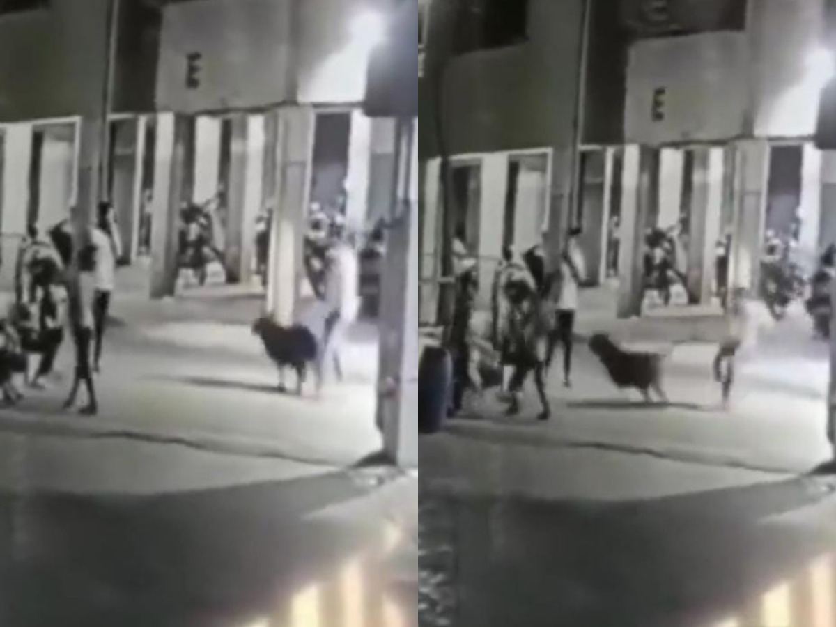 CCTV Captures Dog’s Deadly Attack on Baby