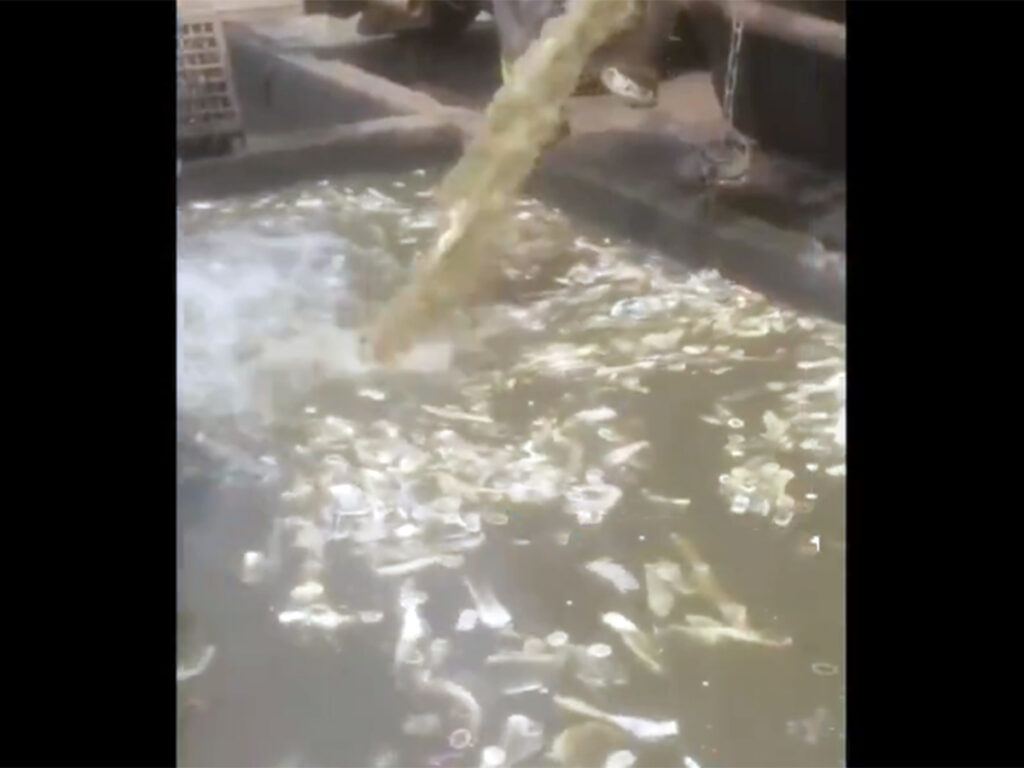 condoms-in-drainage