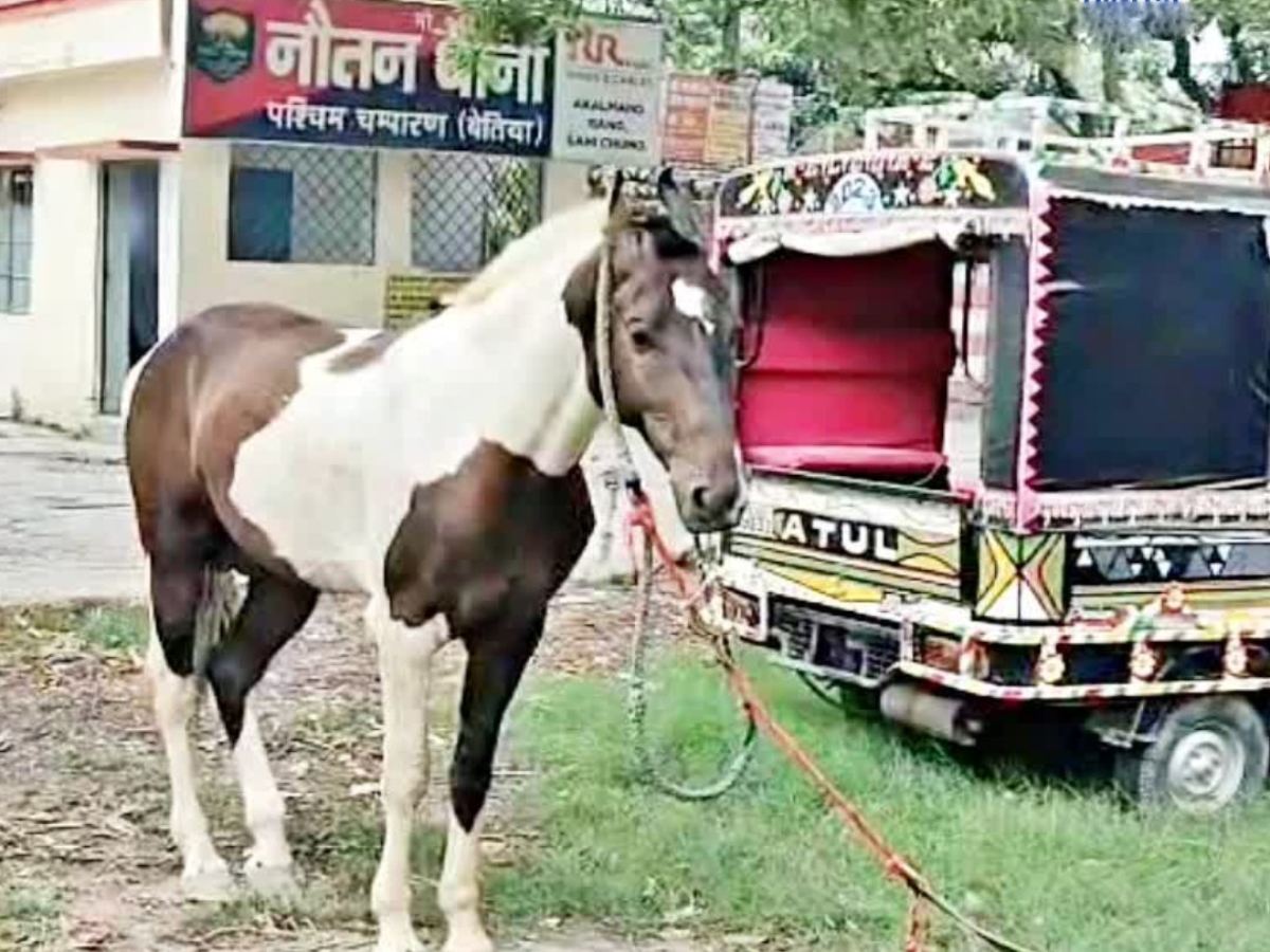 Indian Cops Arrest a Horse