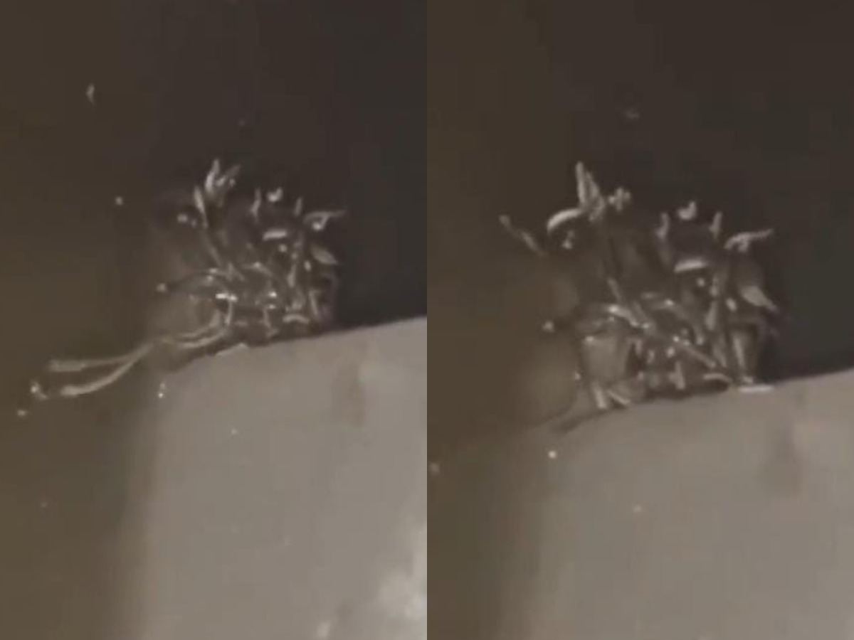 Massive Snake Swarm Infests Toilet
