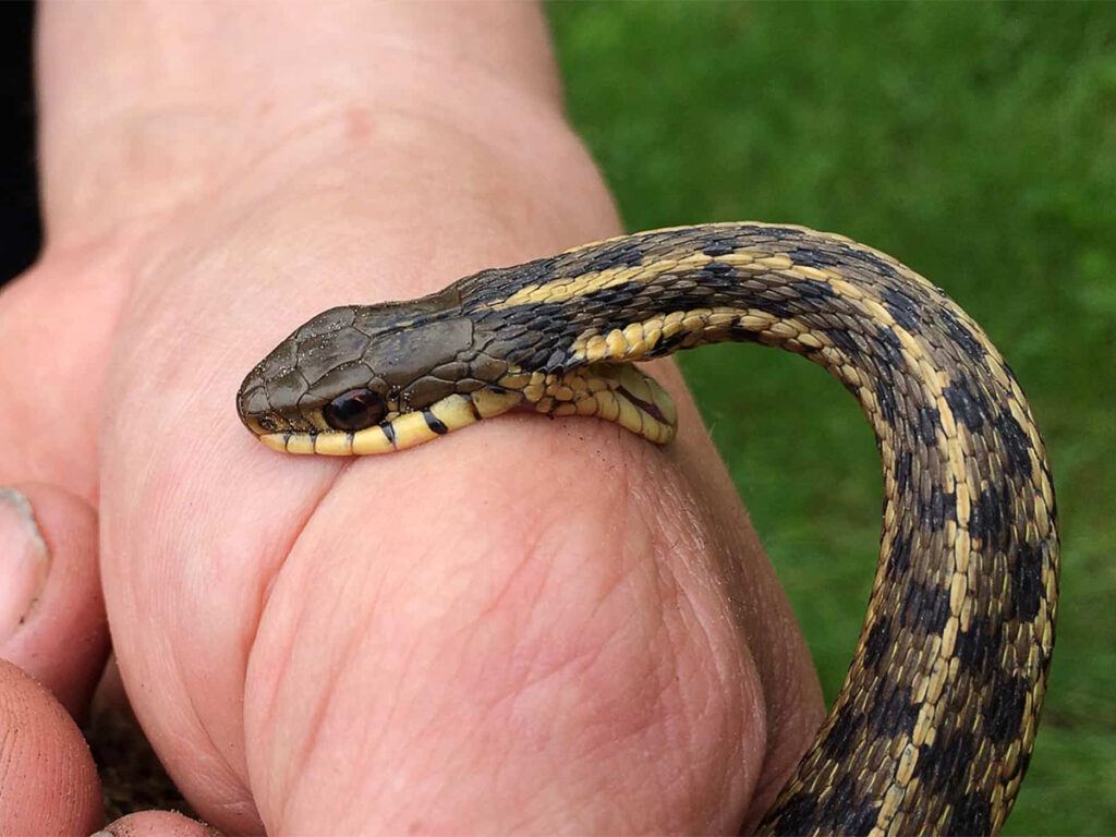 Shocking Snake Bite Scam