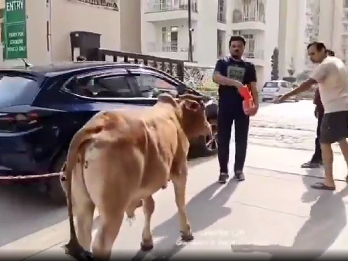 Noida dog protest