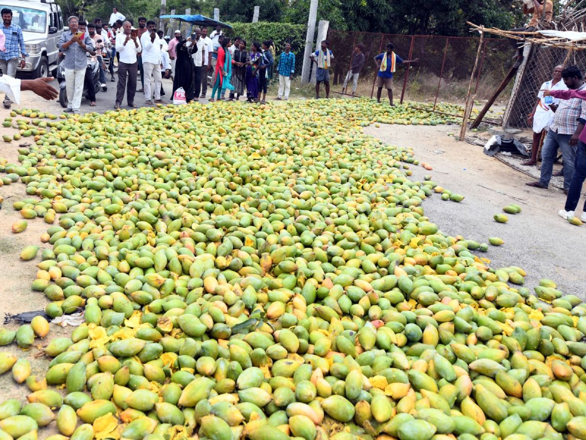 Mangoes or Humans: Nothing is Ineligible For Jagan Politics