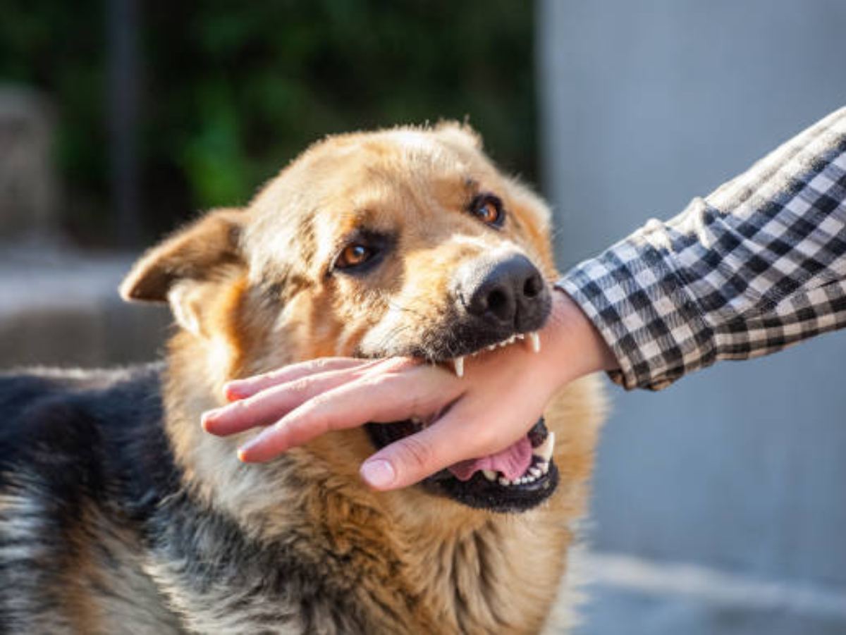 Shocking Rabies Stats