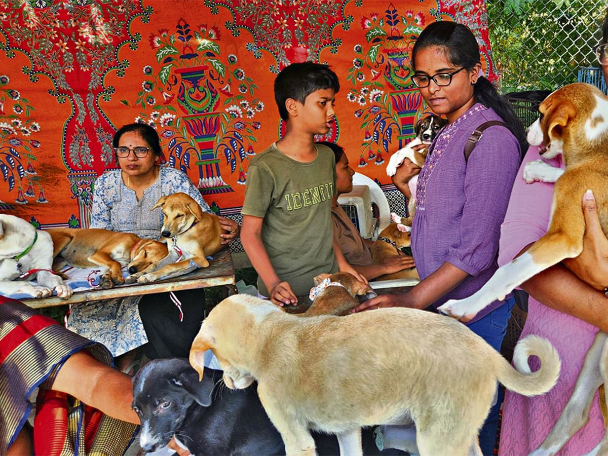 Hyderabad Indie Dog Adoption Drive This Sunday