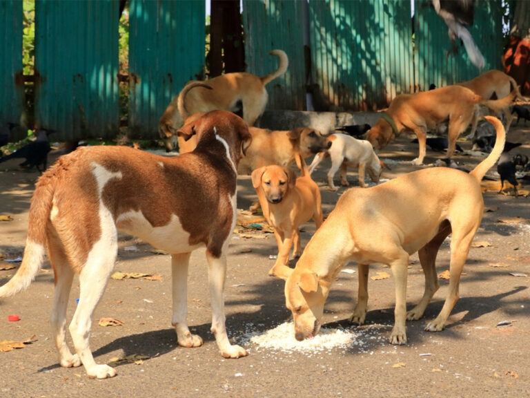 rabies in Delhi-NCR
