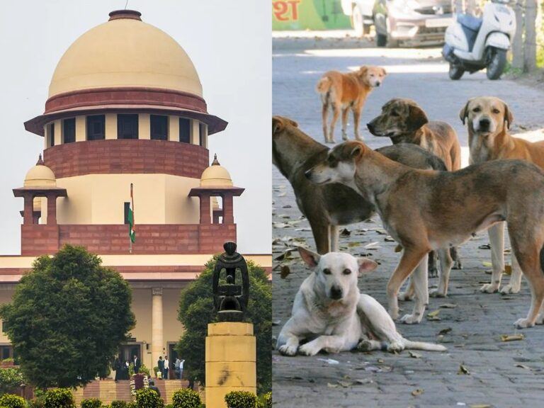 Street Dogs Supreme Court