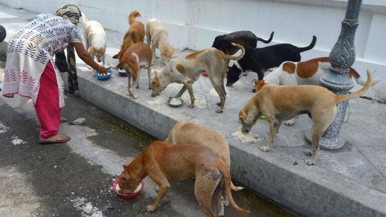 Supreme Court stray dog feeding ban