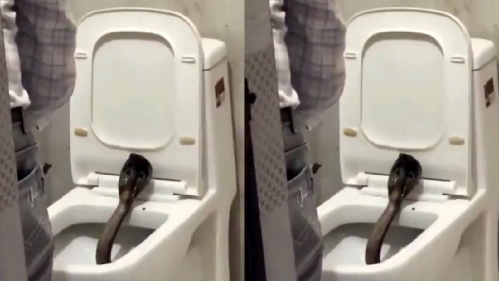 Cobra found in hotel commode Ajmer