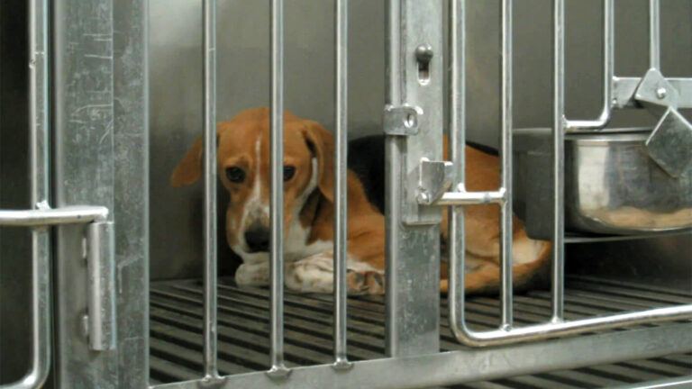 Dog behind bars with sad expression
