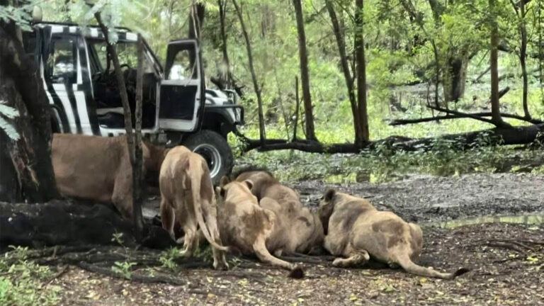 Lions kill zookeeper at Bangkok Safari World