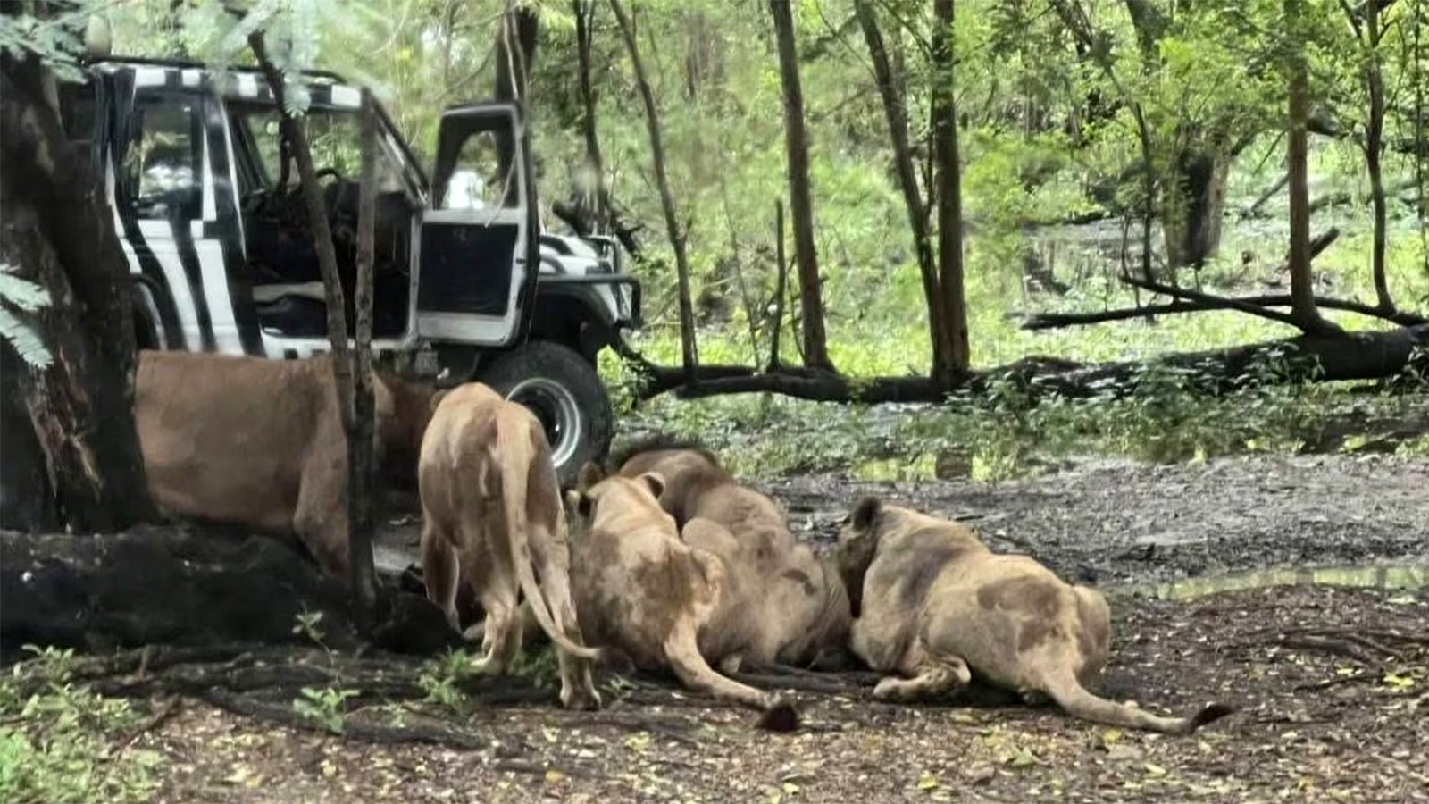 Lions kill zookeeper at Bangkok Safari World
