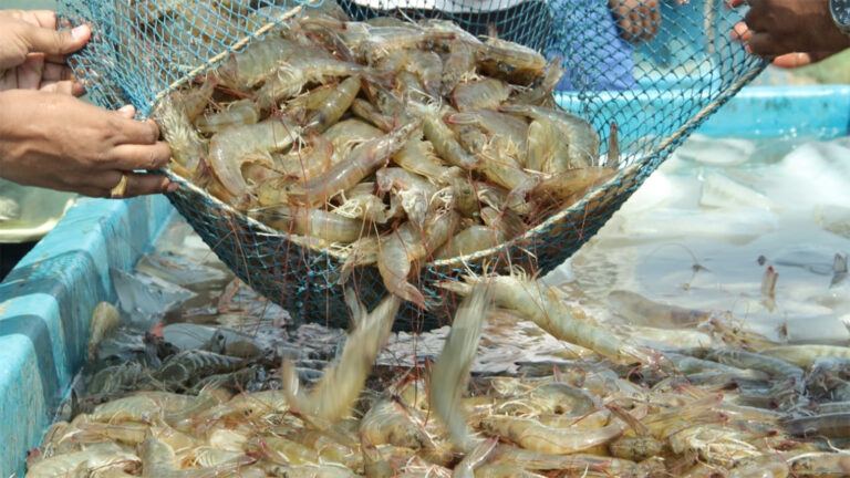 Andhra prawns export approved by Australia