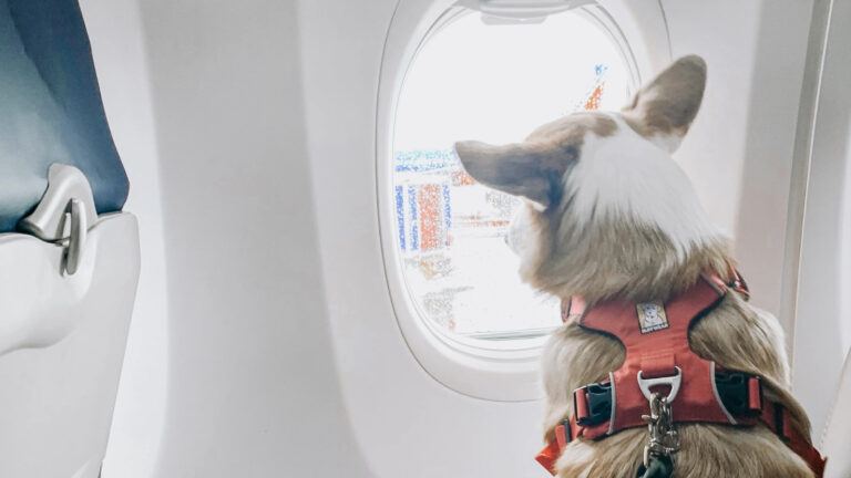 Delta Airlines pet travel complaint
