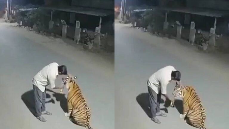 Drunk man offers beer to tiger in Madhya Pradesh