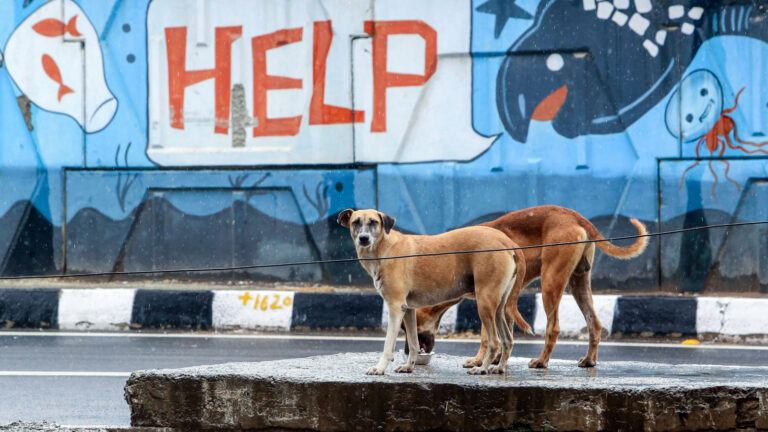 Stray dogs chasing a child on a city street in Telangana