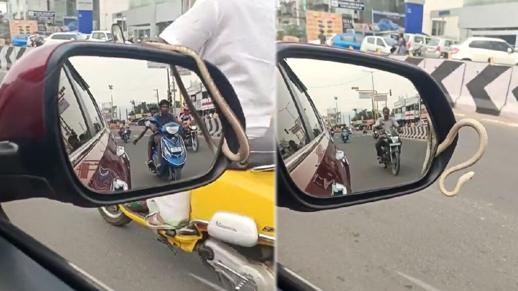 Snake Found in Car Mirror Shocks Driver