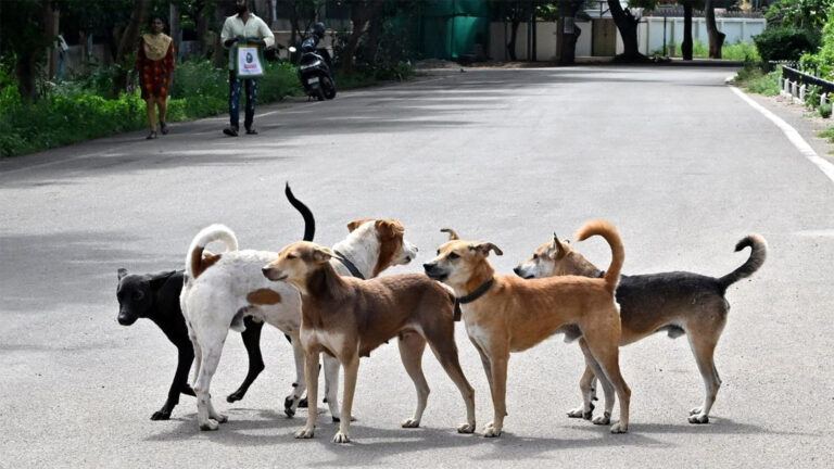Modi govt action on stray dog menace