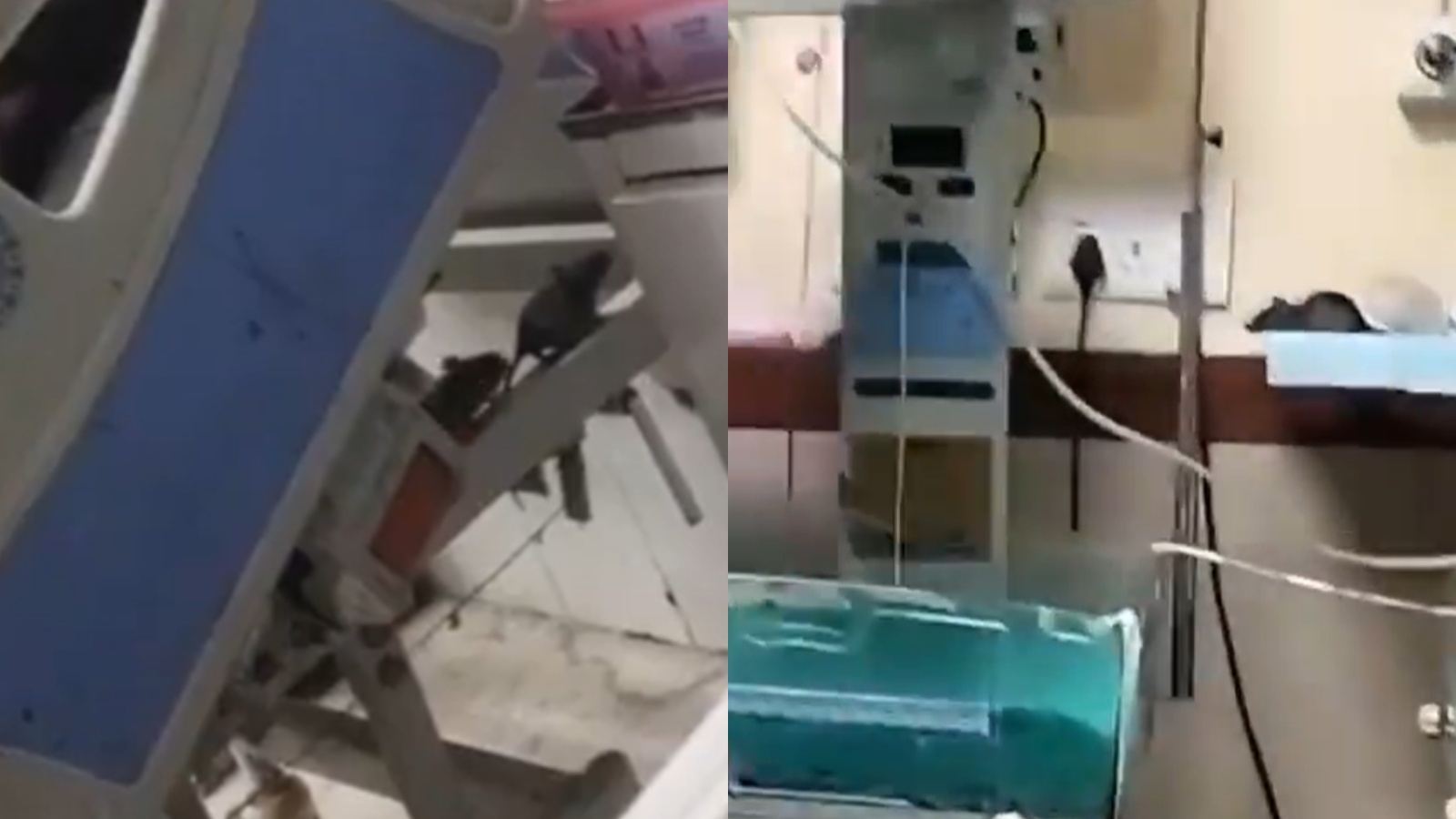 Rats spotted inside ICU