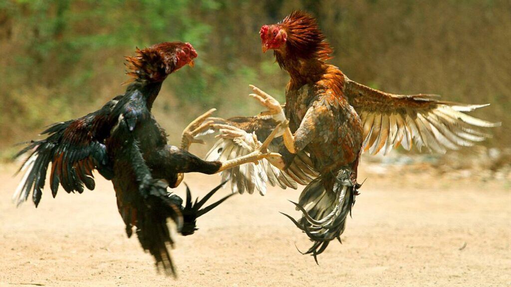 Sankranthi cock fights in Godavari districts