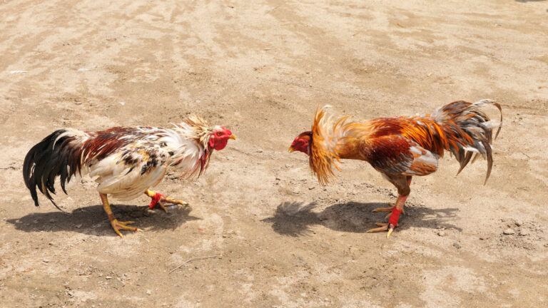 Sankranti cock fights Andhra Pradesh