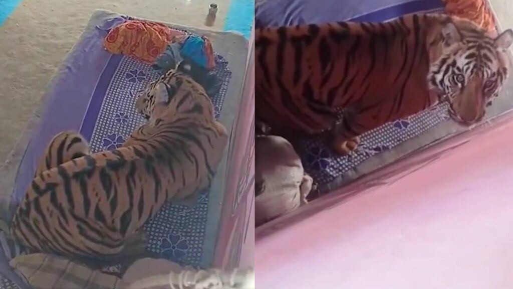 Tiger sitting on cot inside village house