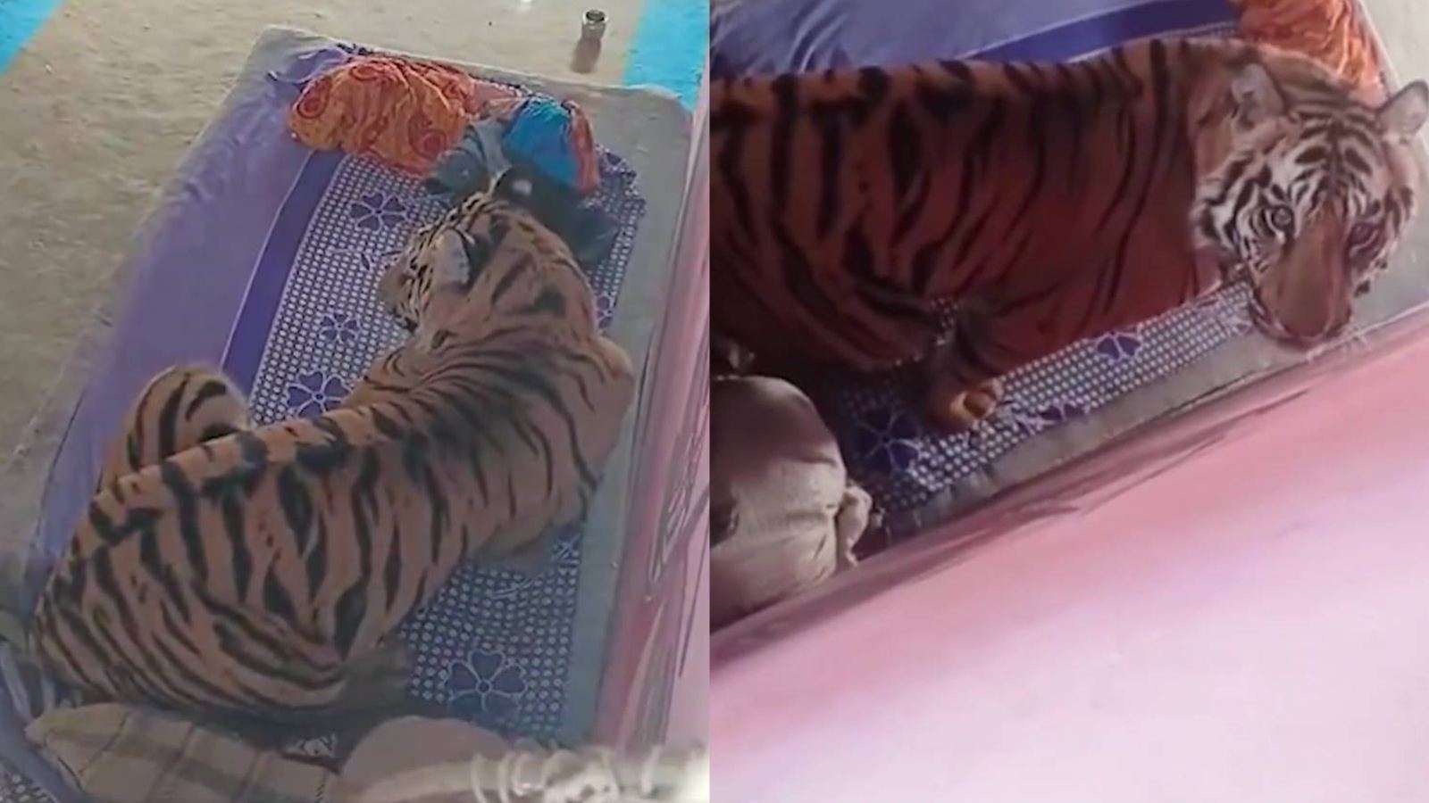 Tiger sitting on cot inside village house