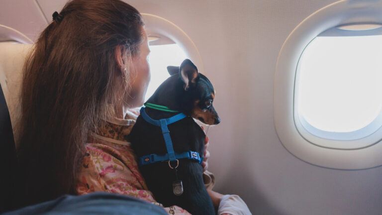 American Airlines pet carrier rule issue