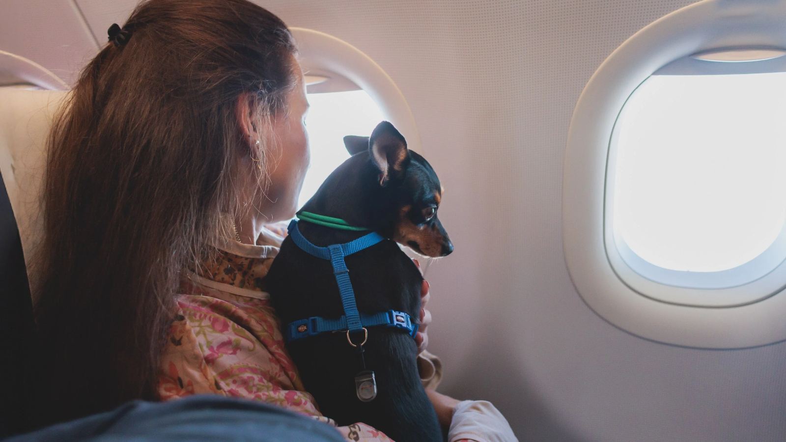 American Airlines pet carrier rule issue
