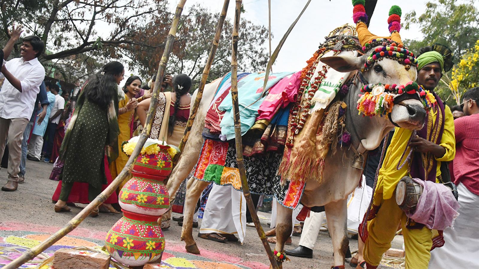 Andhra Pradesh Sankranthi celebrations