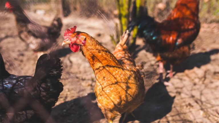 country chicken prices in Hyderabad