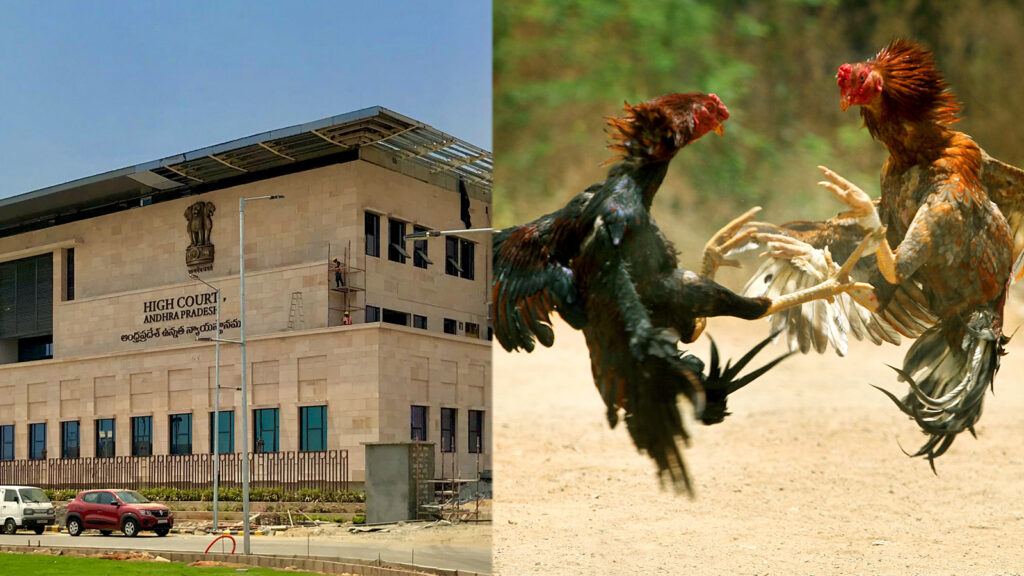 High Court order against cockfights