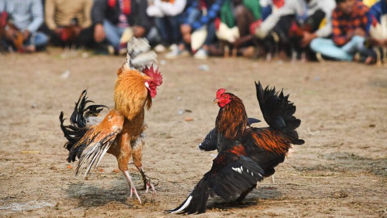 Illegal cockfight during Sankranti