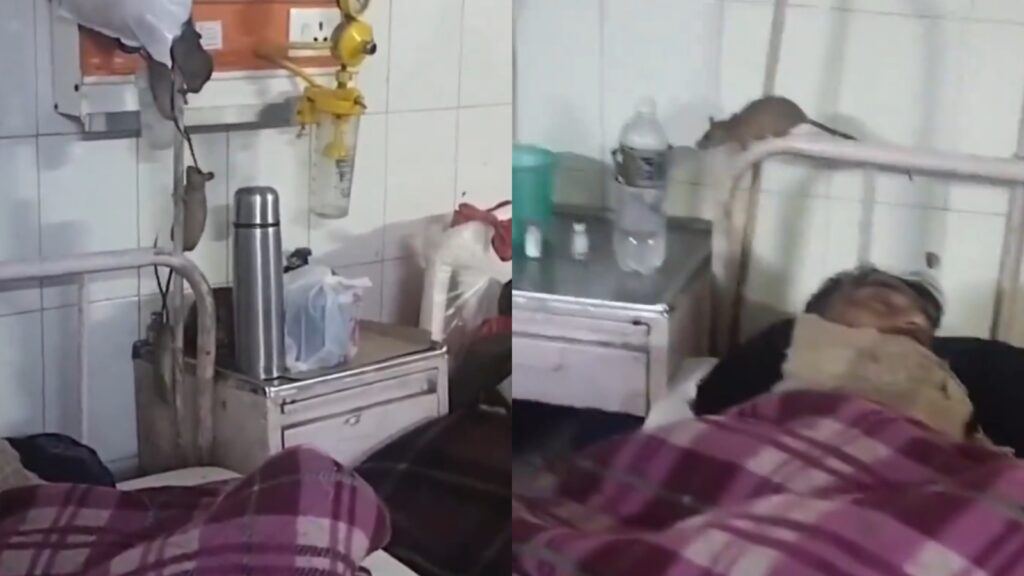 Rats Seen in Gonda Govt Hospital Ward