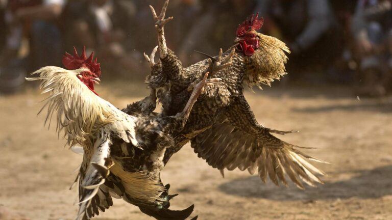 Sankranti cock fights Andhra Pradesh
