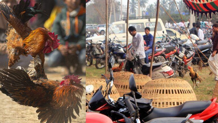 Sankranti gambling preparations
