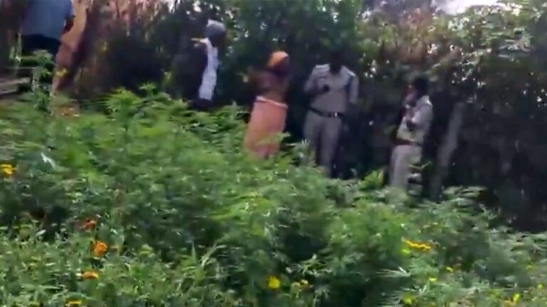 Ganja plants seized from temple premises