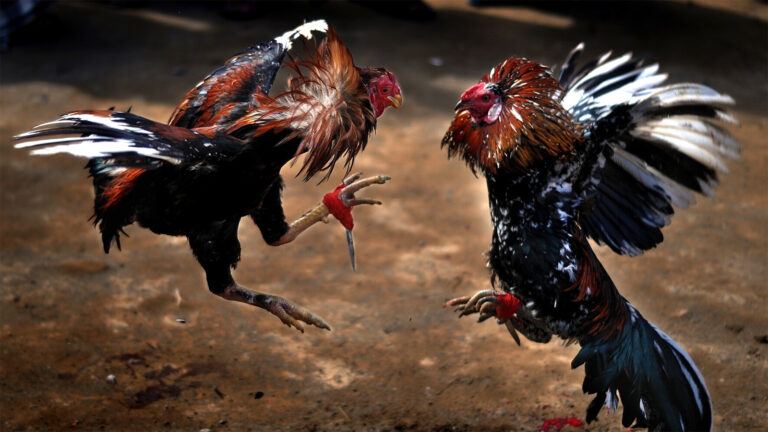 Women betting during cock fights at Sankranti
